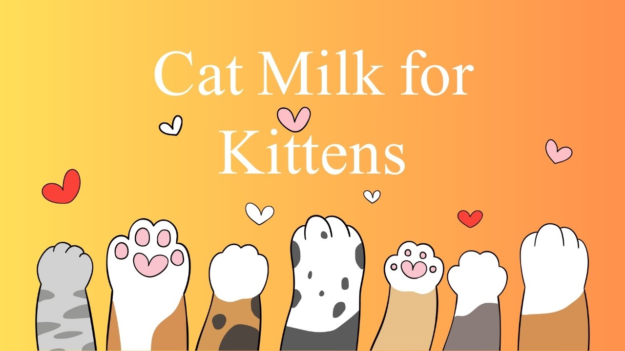 Cat Milk for Kittens