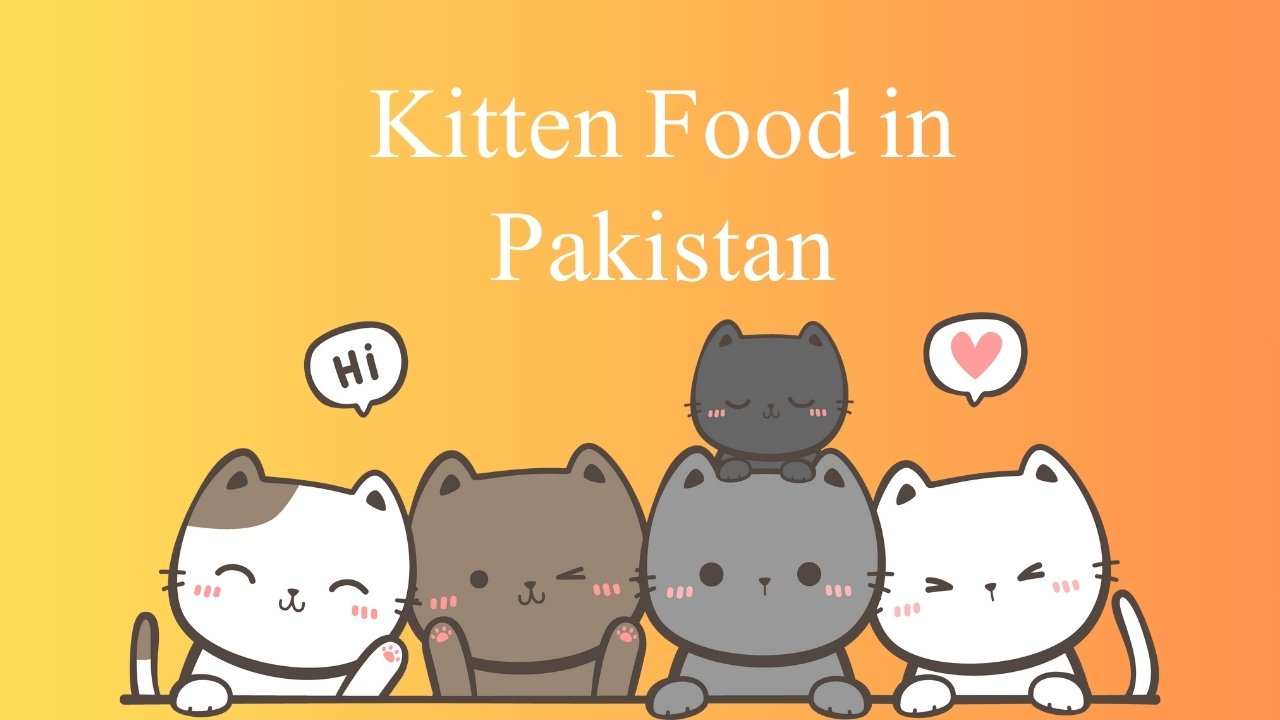 Kitten Food in Pakistan