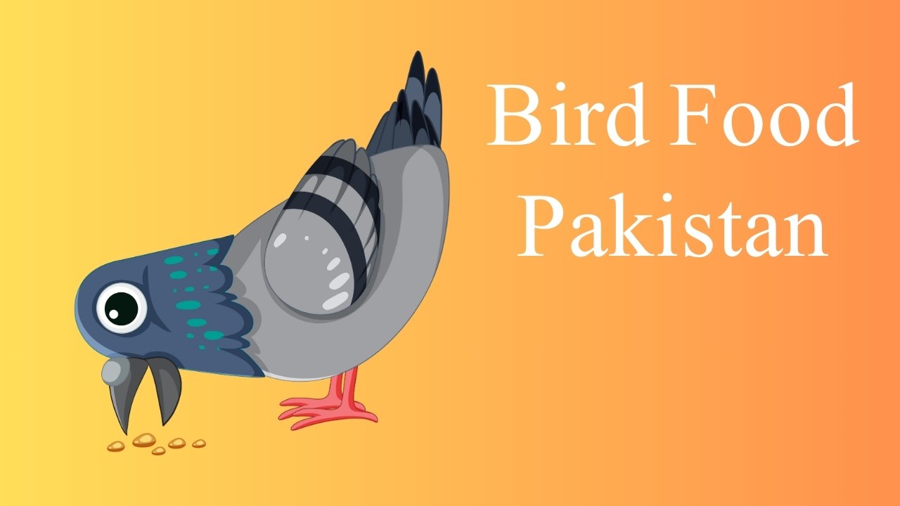 Bird Food Pakistan