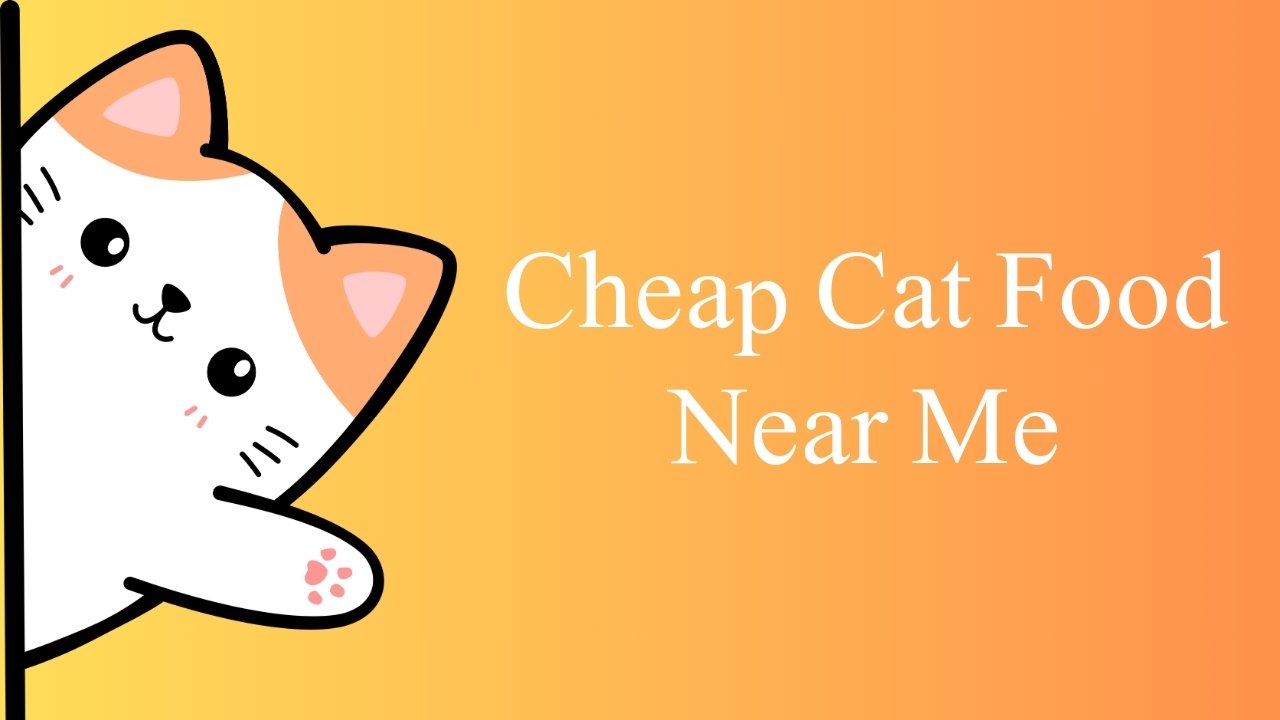 Cheap Cat Food Near Me